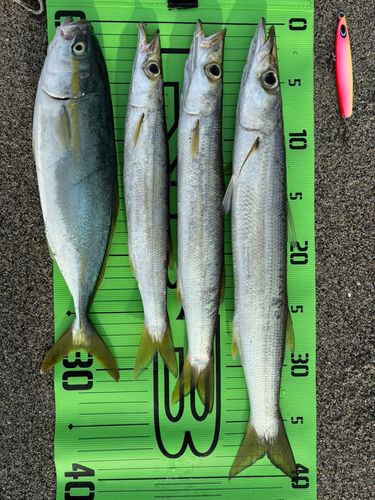 カマスの釣果