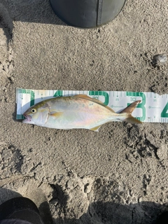 ショゴの釣果
