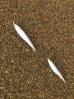 シロギスの釣果
