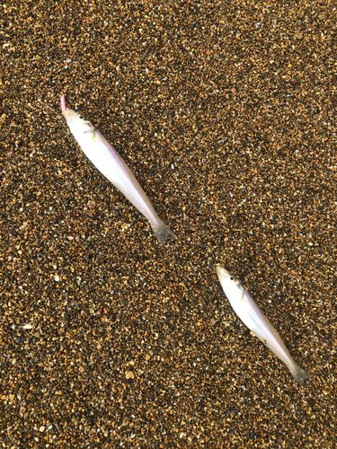 シロギスの釣果