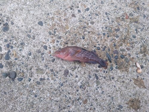 キジハタの釣果