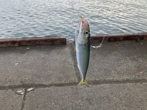 サバの釣果