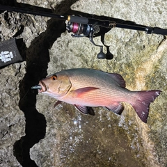 バラフエダイの釣果