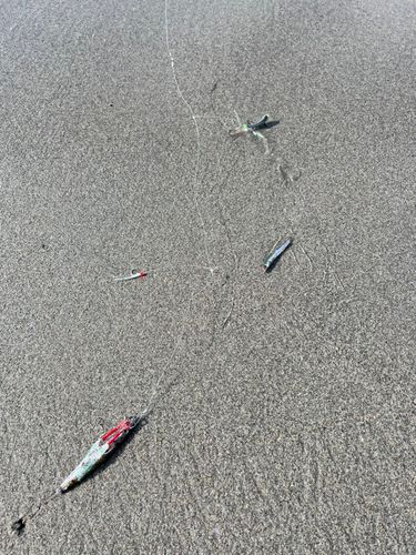イワシの釣果