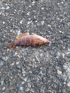 アイゴの釣果