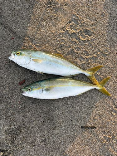 ワカシの釣果