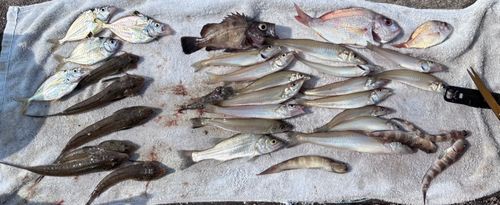 キスの釣果