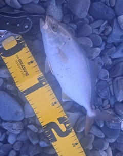 ショゴの釣果