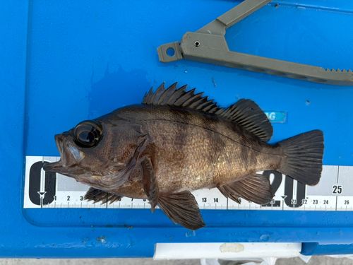 メバルの釣果