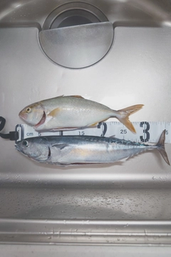 カツオの釣果