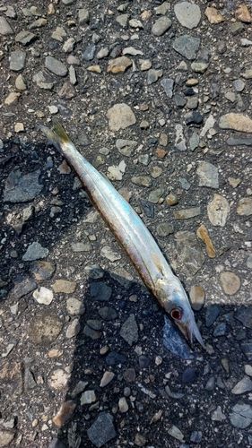 カマスの釣果