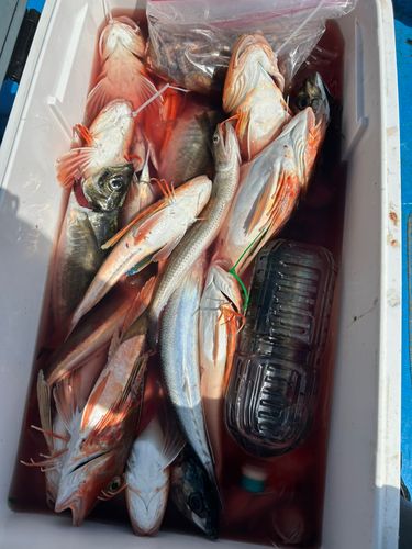 ホウボウの釣果