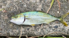 コゾクラの釣果