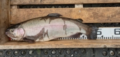 ニジマスの釣果
