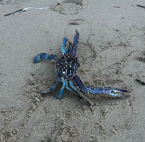 タイワンガザミの釣果