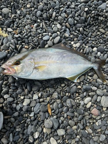 シオの釣果