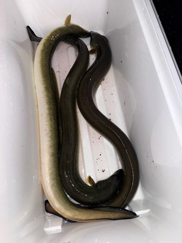ウナギの釣果