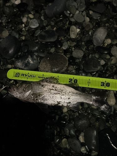 セイゴ（ヒラスズキ）の釣果