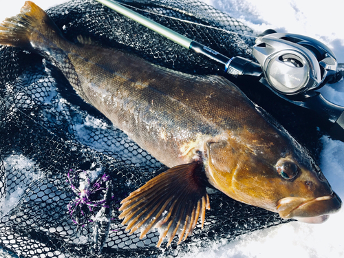 アイナメの釣果