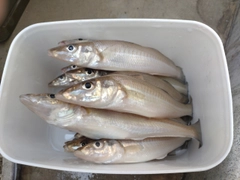 キスの釣果