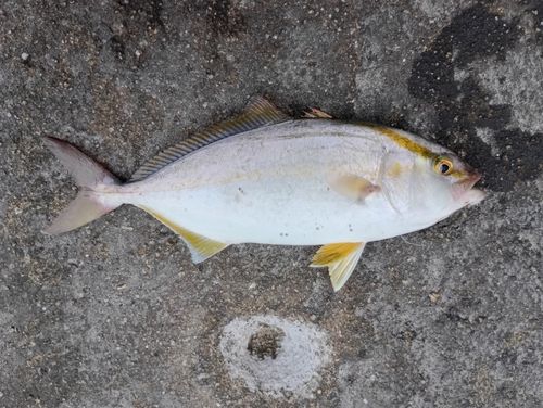 シオの釣果