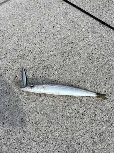 カマスの釣果