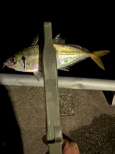 マアジの釣果