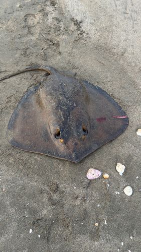 アカエイの釣果
