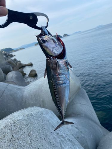 マルソウダの釣果