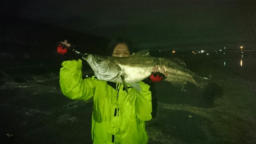 スズキの釣果