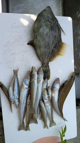 シロギスの釣果