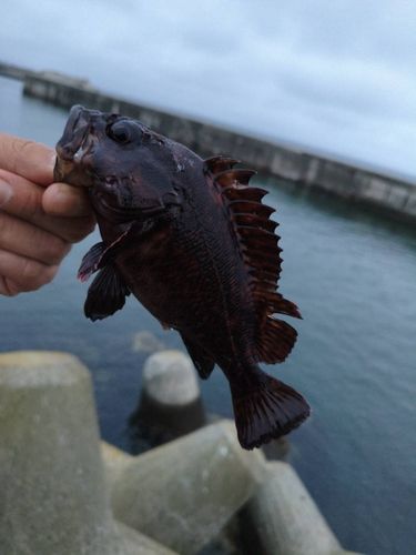 クロソイの釣果