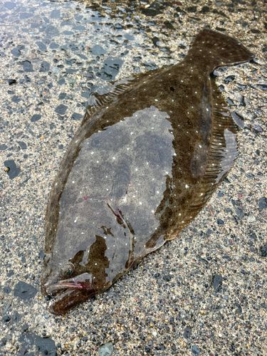 ヒラメの釣果