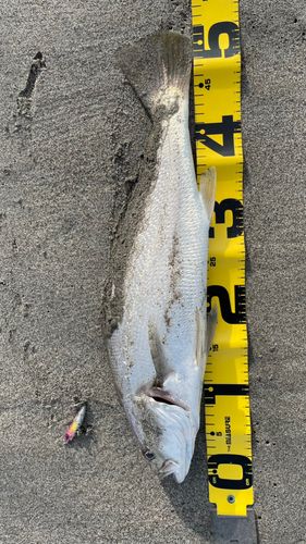 ニベの釣果