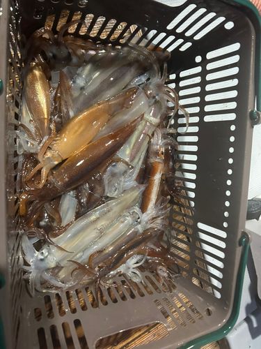 スルメイカの釣果