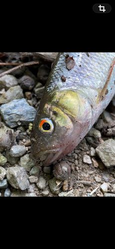 カワムツの釣果