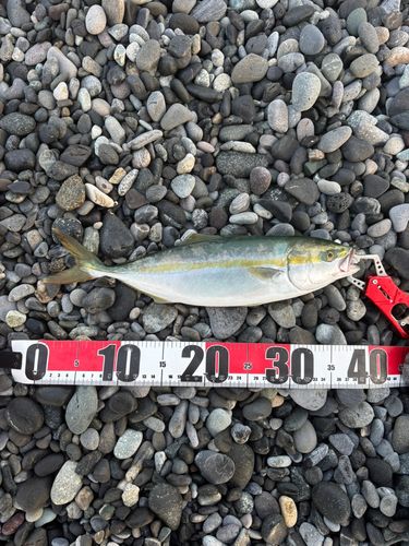 イナダの釣果
