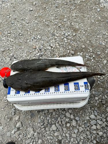 マゴチの釣果