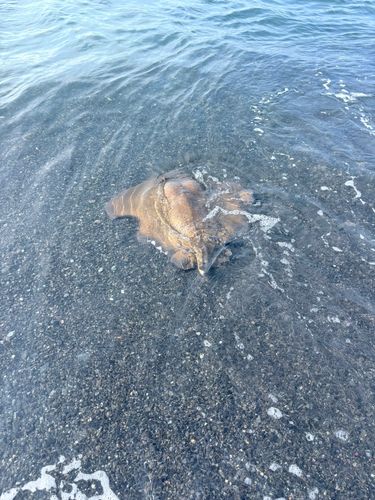 アカエイの釣果