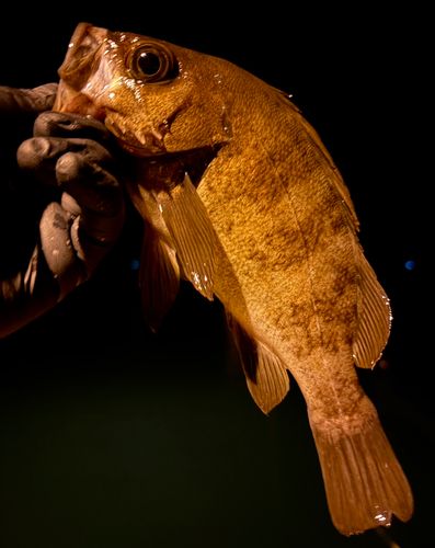 メバルの釣果