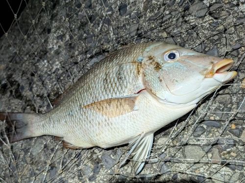 タマンの釣果