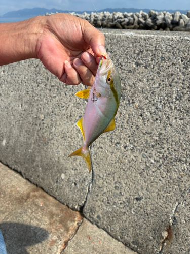ショゴの釣果