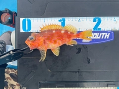 アヤメカサゴの釣果