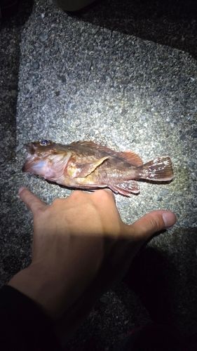 ガシラの釣果
