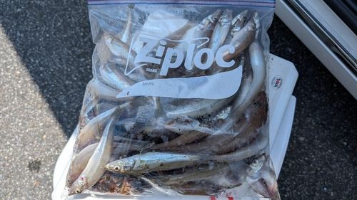 キスの釣果