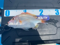 レンコダイの釣果
