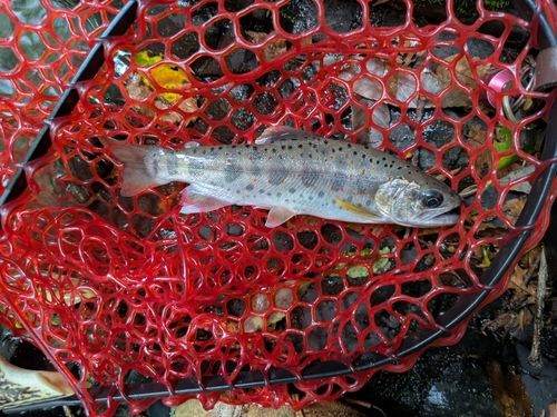 アマゴの釣果