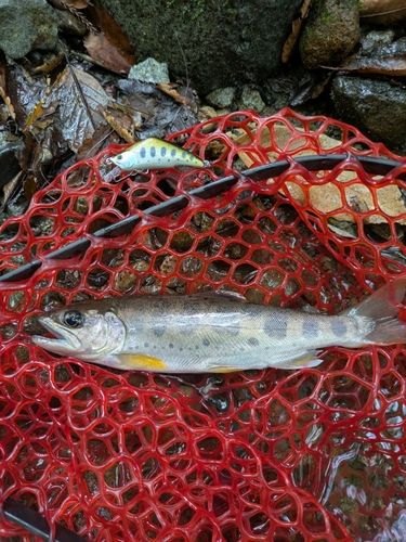 ヤマメの釣果