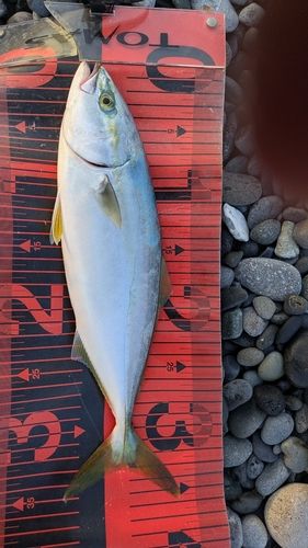 ワカシの釣果