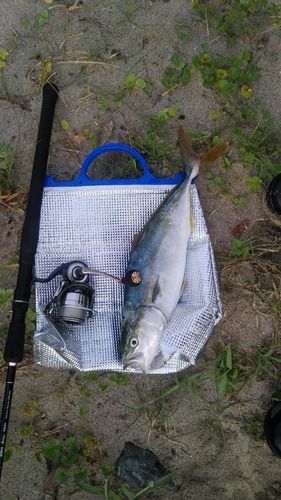イナダの釣果